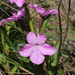 Cycnium racemosum - Photo (c) ecowild, algunos derechos reservados (CC BY-NC)
