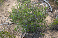 Halgania andromedifolia