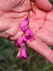 Dierama formosum