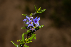 Halgania andromedifolia