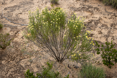 Ozothamnus decurrens