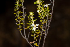 Olearia exiguifolia