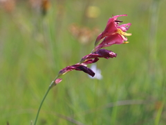 Gladiolus woodii