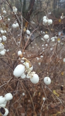 Symphoricarpos albus