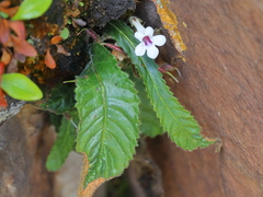 Streptocarpus latens