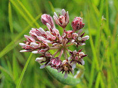 Xysmalobium pedifoetidum