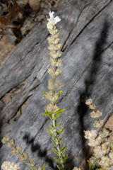 Dicrastylis verticillata