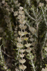 Dicrastylis verticillata