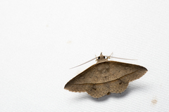 Hypospila creberrima
