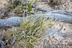 Dicrastylis verticillata