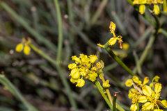 Glischrocaryon aureum