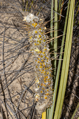 Lomandra leucocephala