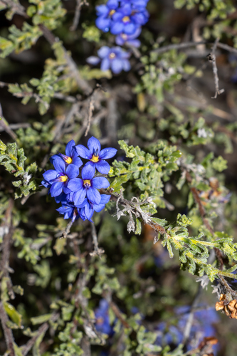 Halgania cyanea, photograph 4