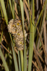 Lomandra leucocephala