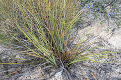Lomandra leucocephala