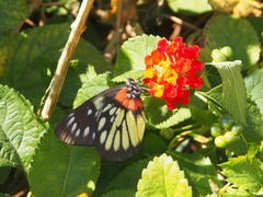 Delias pasithoe