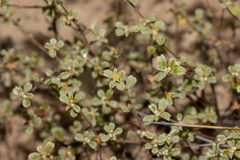 Stenanthemum notiale notiale