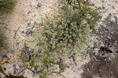 Stenanthemum notiale notiale