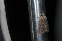 Ercheia