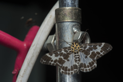 Pogonopygia nigralbata