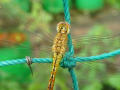 Pantala flavescens