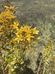 Hypericum canariense
