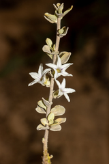 Grammosolen truncatus