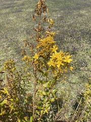 Hypericum canariense