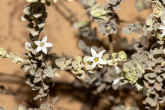 Grammosolen truncatus