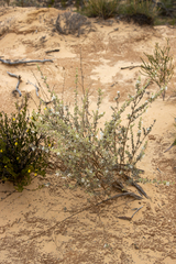 Grammosolen truncatus