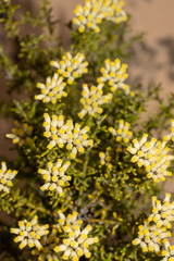 Ozothamnus decurrens