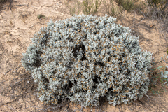 Cratystylis conocephala