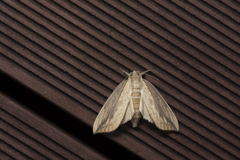 Periergos magna