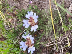 Blepharis procumbens