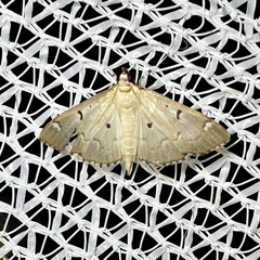 Protonoceras eucosma
