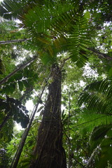 Nectandra guadaripo