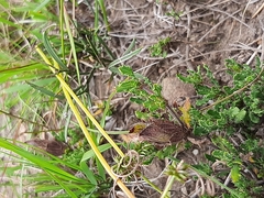 Blepharis procumbens