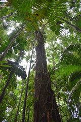 Nectandra guadaripo