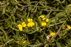 Goodenia varia