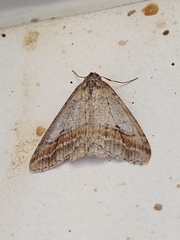 Erannis declinans