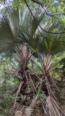 Pritchardia pacifica