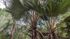 Pritchardia pacifica