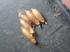 Drosophila repleta