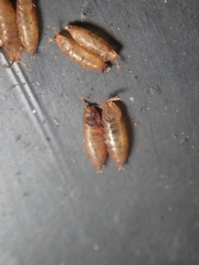 Drosophila repleta