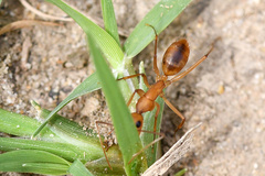 Camponotus cuneiscapus