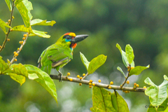 Psilopogon mystacophanos