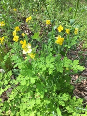 Chelidonium asiaticum