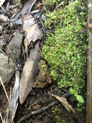 Haplocladium microphyllum