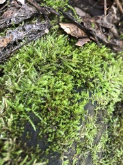 Haplocladium microphyllum