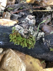 Haplocladium microphyllum